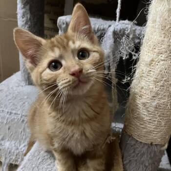 Domestic Short Hair Cats Available for Adoption - Eggo 2221 | PetCurious