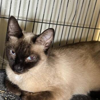 Martha -  Siamese Cat for Adoption in Saginaw, Michigan - Martha | PetCurious