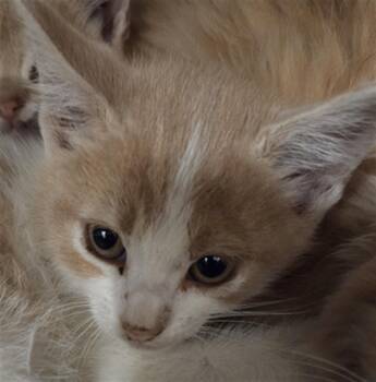 Rescue Domestic Medium Hair Cats for Adoption in Casper, Wyoming - RON | PetCurious