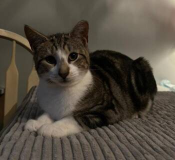 Rescue Domestic Short Hair Cats for Adoption in Spotswood, New Jersey - GRIFFIN | PetCurious