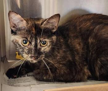GYPSY -  Domestic Short Hair Cat for Adoption in St. Louis, Missouri - GYPSY | PetCurious