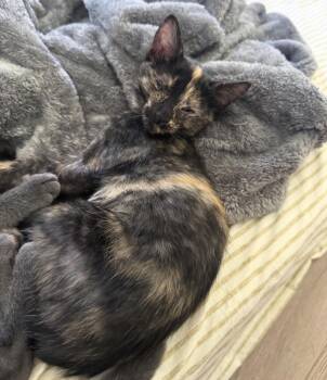 Stella Beer -  Tortoiseshell Cat for Adoption in Chandler, Arizona - Stella Beer | PetCurious