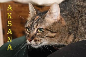 Rescue Domestic Short Hair Cats for Adoption in Mokena, Illinois - Aksana | PetCurious