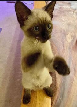 Fizzgig -  Siamese and Domestic Short Hair Cat for Adoption in Little Rock, Arkansas - Fizzgig | PetCurious