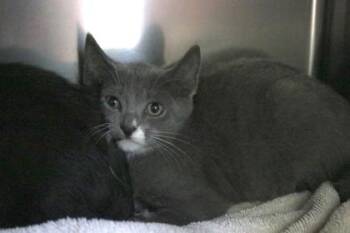 Teto -  Domestic Short Hair Cat for Adoption in Brunswick, Georgia - Teto | PetCurious
