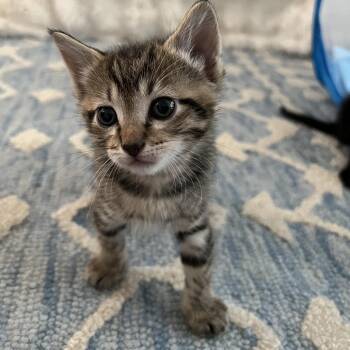 Sciel -  Domestic Short Hair Cat Available for Adoption in Houston, Texas - Sciel | PetCurious