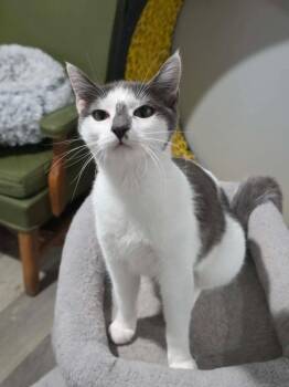 Boo -  Domestic Short Hair Cat Available for Adoption in Lewisburg, Tennessee - Boo | PetCurious