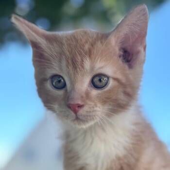 Bourke -  Domestic Short Hair Cat for Adoption in Richmond, Virginia - Bourke | PetCurious