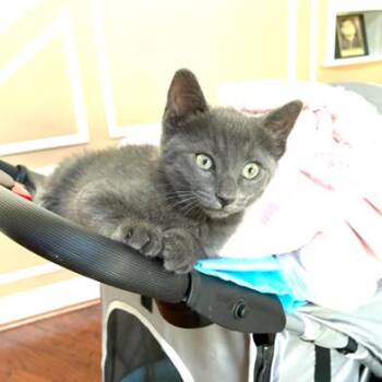 Domestic Short Hair Cats Available for Adoption in Sarasota, Florida - Grey Grey | PetCurious