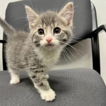Egg Salad -  Domestic Short Hair Cat for Adoption in Allentown, Pennsylvania - Egg Salad | PetCurious