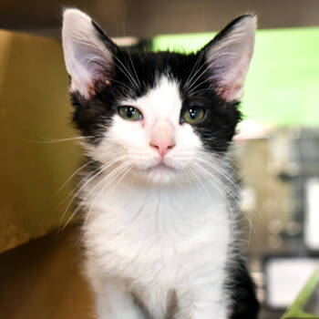 Rescue Domestic Short Hair Cats for Adoption in Des Moines, Iowa - Eliza | PetCurious