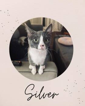 Rescue Domestic Short Hair Cats for Adoption in Coquitlam, British Columbia - SILVER | PetCurious