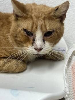 Rescue Domestic Short Hair Cats for Adoption in West Chester, Pennsylvania - Van Helsing | PetCurious