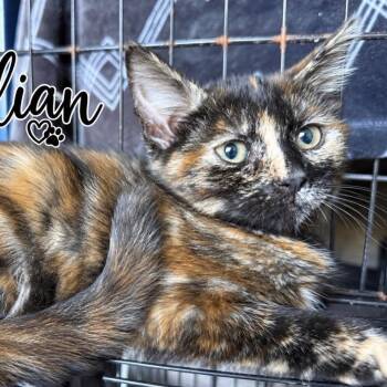 Gillian (PM group) -  Domestic Medium Hair Cat for Adoption in Lancaster, Ohio - Gillian (PM Group) | PetCurious