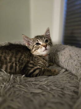 Rescue Domestic Short Hair Cats for Adoption in Walled Lake, Michigan - Melody | PetCurious