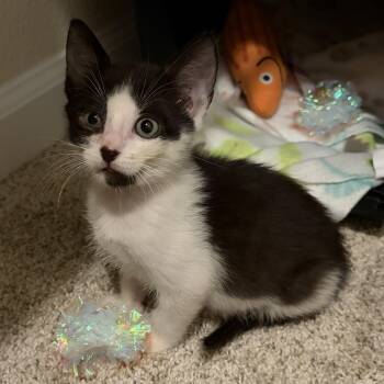 Georgie -  Domestic Short Hair Cat for Adoption in Jacksonville, Florida - Georgie | PetCurious