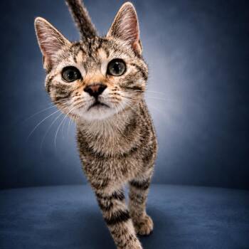 Winona -  Domestic Short Hair Cat for Adoption in Newport, Tennessee - Winona | PetCurious