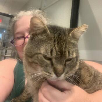 Chicharron -  Domestic Short Hair Cat for Adoption in Austin, Texas - Chicharron | PetCurious