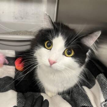 Petunia -  Domestic Medium Hair Cat for Adoption in Oak Brook, Illinois - Petunia | PetCurious