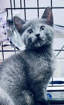 MARLOW -  Domestic Short Hair Cat for Adoption in Houston, Texas - MARLOW | PetCurious