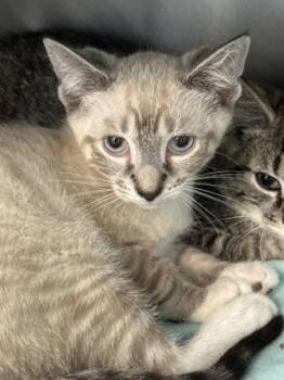 Lucid -  Siamese and Domestic Short Hair Cat for Adoption in Morristown, New Jersey - Lucid | PetCurious