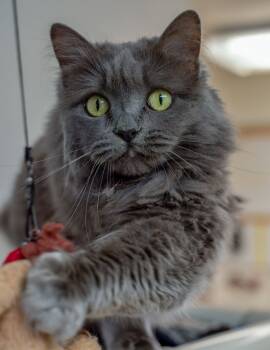 Rescue Domestic Long Hair Cats for Adoption in Arlington, Washington - Butterscotch | PetCurious