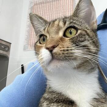 Trouble -  Domestic Short Hair Cat for Adoption in New York, New York - Trouble | PetCurious