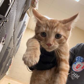 Peach Ring (yellow) -  Domestic Short Hair Cat for Adoption in Winston-salem, North Carolina - Peach Ring (yellow) | PetCurious