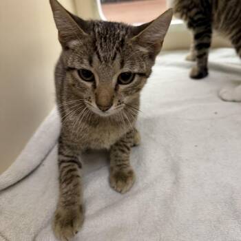 Earl -  Domestic Short Hair Cat for Adoption in Hattiesburg, Mississippi - Earl | PetCurious