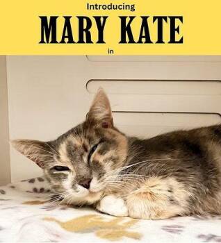 Mary Kate -  Domestic Short Hair Cat for Adoption in Herndon, Virginia - Mary Kate | PetCurious