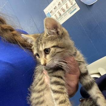 Winter -  Domestic Short Hair Cat for Adoption in Summerlee, West Virginia - Winter | PetCurious