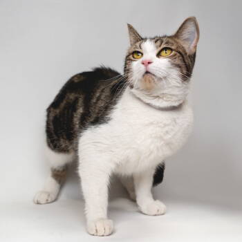 Rescue Domestic Short Hair Cats for Adoption in Pasadena, California - MARIBEL | PetCurious