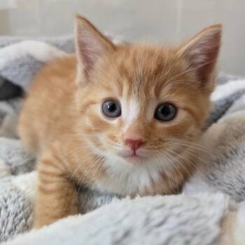Gabby 1 -  Domestic Short Hair Cat for Adoption in Baltimore, Maryland - Gabby 1 | PetCurious