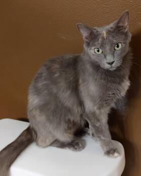 Nymeria -  Domestic Short Hair Cat for Adoption in Phoenix, Arizona - Nymeria | PetCurious