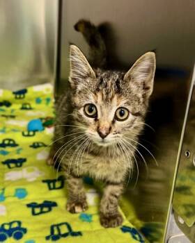 Rescue Domestic Short Hair Cats for Adoption in Fort Worth, Texas - Tharja | PetCurious