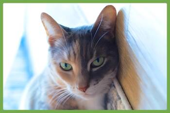 Domestic Short Hair Cats Available for Adoption in Amherst, Massachusetts - Vin | PetCurious