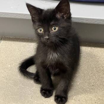 Hudson -  Domestic Short Hair Cat for Adoption in Stratford, Ontario - Hudson | PetCurious