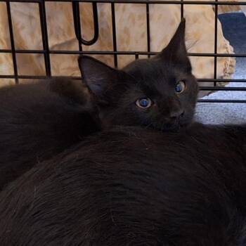 Mogwai -  Domestic Short Hair Cat for Adoption in Montgomery, Alabama - Mogwai | PetCurious