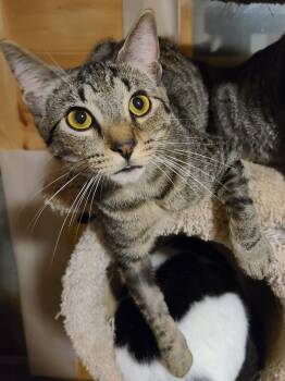 Domestic Short Hair Cats Available for Adoption in Ellijay, Georgia - Bean | PetCurious