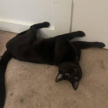 Stevie -  Domestic Short Hair Cat for Adoption in Lynchburg, Virginia - Stevie | PetCurious