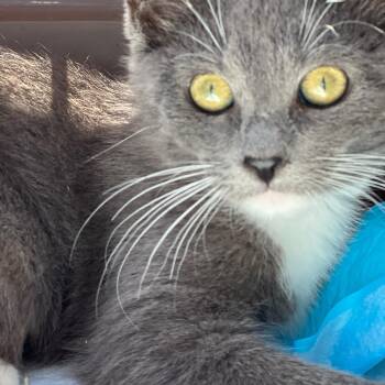 Rescue British Shorthair and Tuxedo Cats for Adoption in Hawthorne, California - Mia | PetCurious