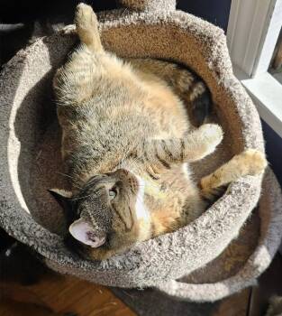 Eagles: Witchy Woman -  Tabby and Exotic Shorthair Cat for Adoption - Eagles: Witchy Woman | PetCurious