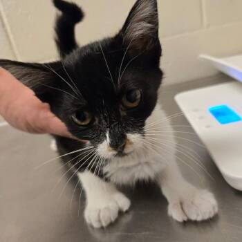 Salt -  Domestic Short Hair Cat for Adoption in Bristol, Indiana - Salt | PetCurious