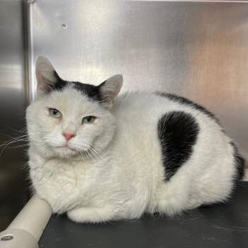 Gus -  Domestic Short Hair Cat for Adoption in Roanoke, Virginia - Gus | PetCurious