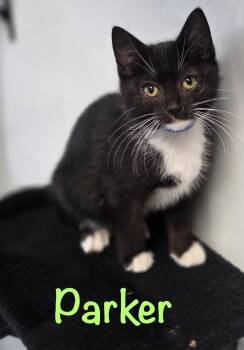 Parker -  Tuxedo Cat for Adoption in Crescent City, California - Parker | PetCurious