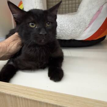 Dave -  Burmese Cat for Adoption in Las Vegas, Nevada - Dave | PetCurious