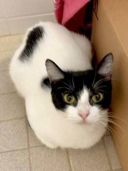 Rescue Domestic Short Hair Cats for Adoption in Augusta, Georgia - Allegro | PetCurious