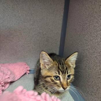 Domestic Medium Hair Cats Available for Adoption in North Battleford, Saskatchewan - Iron Hide | PetCurious