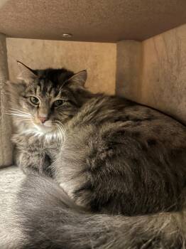 Rescue Domestic Medium Hair Cats for Adoption in Quilcene, Washington - Tabby Two | PetCurious