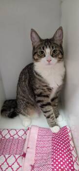 Lola -  Domestic Short Hair Cat for Adoption in Delson, Quebec - Lola | PetCurious